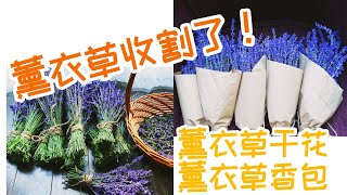 薰衣草的收割，做成薰衣草干花和制作薰衣草香包的全过 how to harvest and pruning lavender [upl. by Arundel]