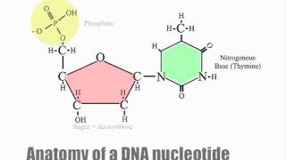 DNA nucleotides and dehydration synthesis [upl. by Notterb]