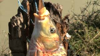 Fish  What a catch at Doyang river Nagaland [upl. by Weil]