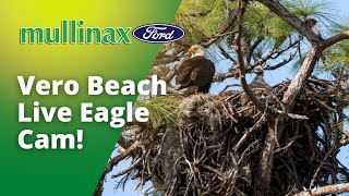 Vero Beach Eagle Cam [upl. by Hallimaj]