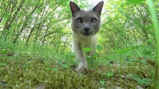 Siamese Cats VLOG Wake up in Tent Forest Walk Screaming Crowd amp Honking Cars  Thunderstorm [upl. by Dalohcin]