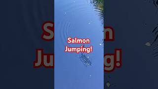 Jumping sockeye salmon part 1 [upl. by Reinal]