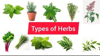 Herb plantsTypes of herbsHerbs in EnglishName of herbsDifferent types of herbs [upl. by Assetniuq367]