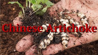 Chinese Artichoke Stachys affinis [upl. by Aysab]