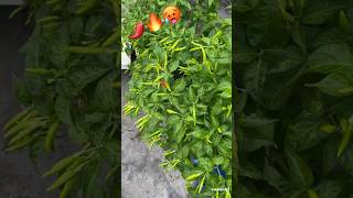 These tiny chillies are HOT🥵🔥🌶️ shorts youtubeshorts ytshorts [upl. by Ynes304]