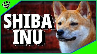 Shiba Inu Japanese Dogs 101 Japans Oldest and Most Unique Dog Breed [upl. by Netsirhk]