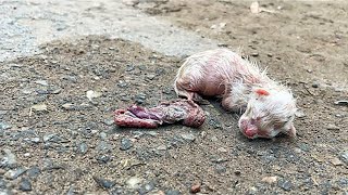 Just born Mother Cat gave Birth kitten in the Middle of a Crowded Street but No one came to Help [upl. by Orlanta]