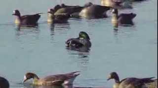 Falcaded Duck at Colusa National Wildlife Refuge [upl. by Nina]