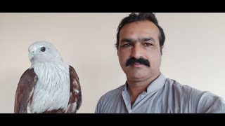 Brahminy Kite  Red Backed Sea Eagle [upl. by Dur]