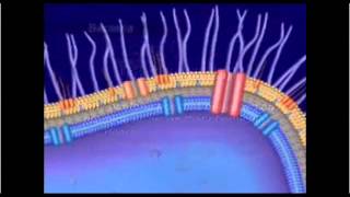 Mecanismo De Resistencia Bacteriana [upl. by Laiceps]