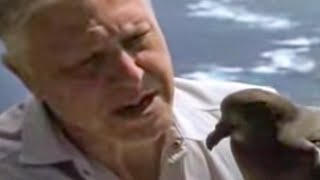 Bird Calls from David Attenborough Invite Wild Petrel Birds  BBC Studios [upl. by Alleon438]