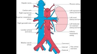 Inferior Vena Cava – Posterior Abdominal Wall complete in Urdu Hindi Dr Najid [upl. by Prebo]