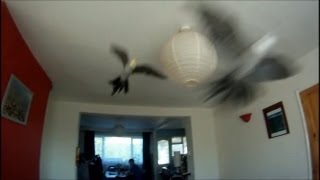 Cockatiels Flying  Slow Motion GoPro [upl. by Sup]