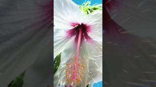 Watch Hibiscus Flowers Unfold in 4K Timelapse hibiscus flowers gardening timelapse [upl. by Marrissa]