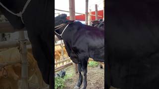 গরু guru cow goru amba hamba cow videos gorur video guru guru goro guru tiktok গরুর goluviral [upl. by Carew]