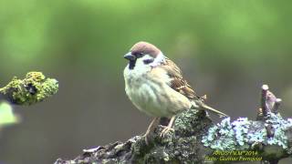 PILFINK Eurasian Tree Sparrow Passer montanus Klipp  1459 [upl. by Leikeze]