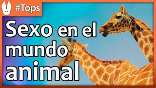 Top de Animales Las Maneras Más Increíbles de Hacerlo [upl. by Htiekel]