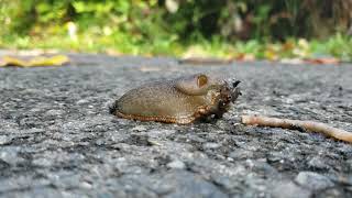 Slug eating worm timelapse [upl. by Nwahsek32]