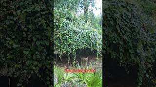 Coyote is looking for food viral coyote nature wildlife trending [upl. by Donnie919]