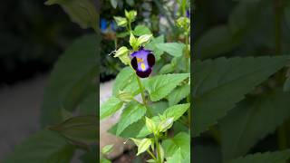 Torenia or Wishbone plants j4vlogs shortvideo [upl. by Nyvar]