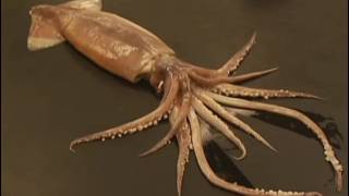 External and Internal Anatomy of a Cephalopod [upl. by Elon]