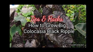 Tips amp Hacks on How to Grow Big Colocasia Black Ripple  Black Magic [upl. by Airla408]