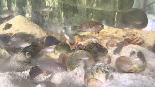 Multis Neolamprologus multifasciatus smallest of the African cichlids [upl. by Seniag]