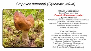 Строчок осенний Gyromitra infula [upl. by Gale974]