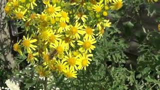 Ragwort Encourages Insects [upl. by Nataniel]