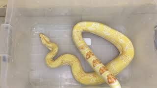 Live Feeding  Snake Albino Boa Eating Rabbit [upl. by Noble521]