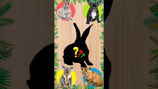 CUTE ANIMALS Rabbit Dog Koala Cat Elephant Hippo 토끼 개 코알라 고양이 코끼리 하마 [upl. by Wendin550]