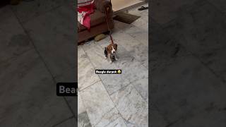 Beagle is scared from lil girl song lyrics dog doglover lablovers pomeranian lablove love [upl. by Folly]