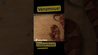 Copperhead Landed Multiple Strikes venomoussnakes copperhead [upl. by Asylem]