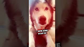 Dieser eine Tag hund tierliebe wissenswert hunde tiere doglover [upl. by Nairot]