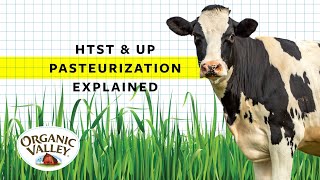 Pasteurization of Milk Explained shorts [upl. by Antin]