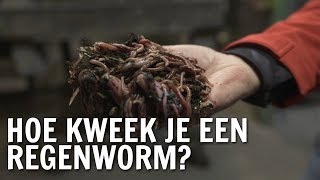 Hoe kweek je een regenworm  De Buitendienst over de Regenworm [upl. by Anuaf]