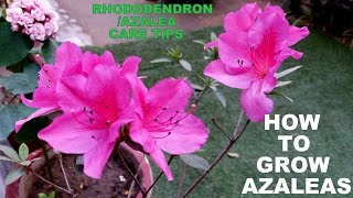 How to Grow Azaleas Flowering Plant for Every Garden [upl. by Nad]