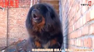 Tibetan mastiff barking Mastín Tibetano Ladrando [upl. by Wooldridge]