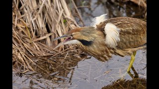 American Bittern Display Call [upl. by Llemert]