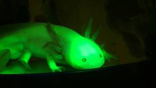 Connecticut College Chemistry Genetically Modified Glowing Axolotls [upl. by Kcirtemed]