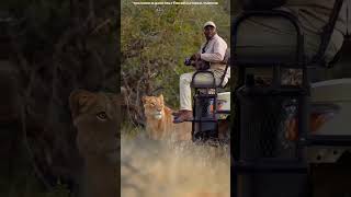 lion safari tiger safarimoments animals safarilife amazingfacts factsinhindi wildattack [upl. by Urbai]