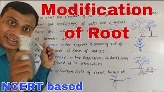 Modification of Root [upl. by Akli]