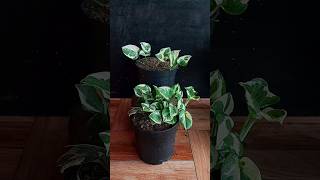 Propagate NJoy Pothos Like a Pro with This Easy Layering Method [upl. by Osy302]