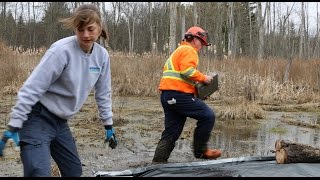 Removing Invasive Phragmites [upl. by Ahsi]