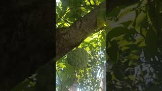 Annona Squamosa  Custerd apple  Sweet apple [upl. by Pass]