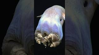 What’s the deepest Octopus known [upl. by Ireland]