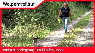 Welpenfreilauf ► Welpen ohne Leine frei laufen lassen ► Hundefreilauf [upl. by Yannodrahc601]