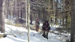 Firewood at Earthwise Farm amp Forest Winter 2012m4v [upl. by Zillah]