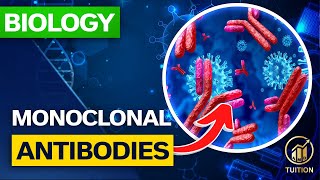 GCSE Biology Monoclonal Antibodies [upl. by Shaughnessy]