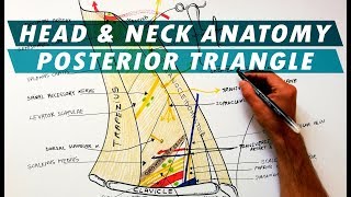 The Posterior Triangle of the Neck  Boundaries amp Content  Head amp Neck Anatomy [upl. by Denna248]